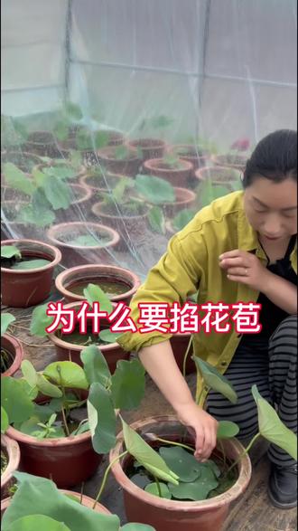 荷花前期为什么要掐花苞?#爱生活爱养花 #种植小技巧 #家庭种植 #荷花 #技术分享 @百荷园荷花基地(开花对版 售后到开花)