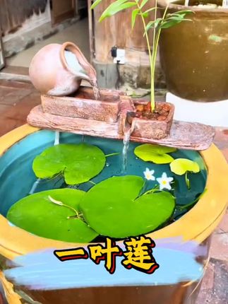 #创作灵感 #一叶莲 #一叶莲开花 #水培植物 #强烈推荐