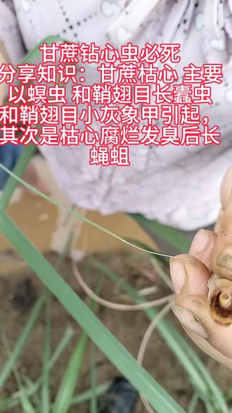 #甘蔗#甘蔗钻心虫#病虫害防治