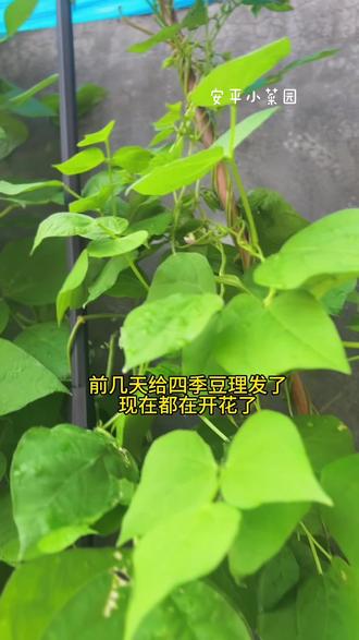 四季豆摘几茬后不结果了不要拔,给它理个发,又开始开花结果了,喜欢的小伙伴也试试这个方法!#我家楼顶小菜园 #种植小技巧 #关注我一起学种菜 #四季豆 #三农