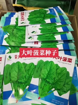 四季都能种 红根矮脚菠菜#种子 #农业种植技术 #强烈推荐 #蔬菜种子 #农业