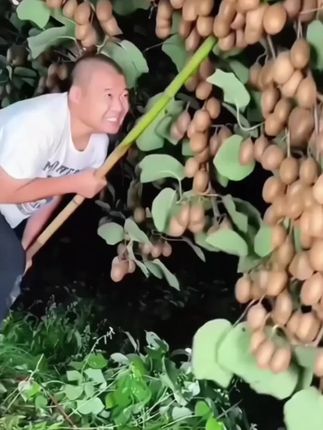 红心猕猴桃,产量高,口感好,南北方都可种植,要不了多久就能实现猕猴桃自由啦#果树苗#猕猴桃树苗#优质种苗#红心猕猴桃树苗#果树种植