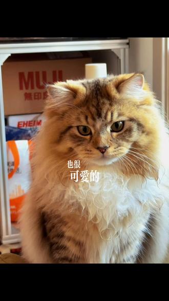 咪的成长日记 #宠物日常生活记录 #人类不能没有小猫咪 #向全世界安利我的猫咪 #长毛猫主理人
