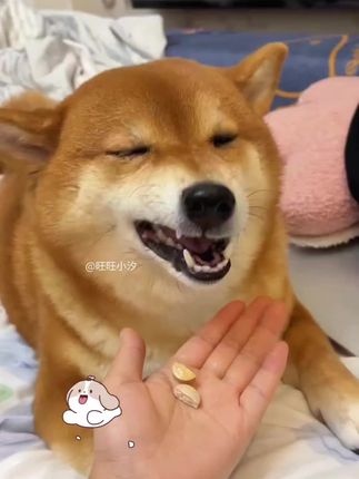 #狗狗#驱虫#科学养宠攻略 #新手养狗#养狗人