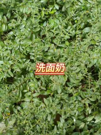 #洗面奶 #洗面奶推荐 #洗脸神器