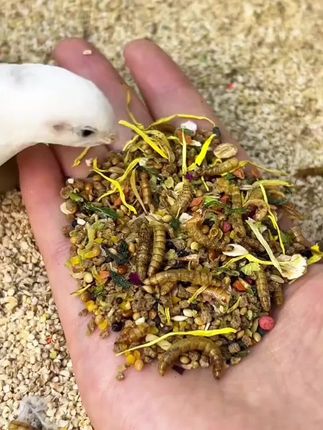 #强烈推荐 #芦丁鸡 #芦丁鸡下蛋