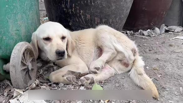 被抛弃过的小狗 连幸福都小心翼翼 #狗狗 #不爱请别抛弃 #保护动物 #拉布拉多