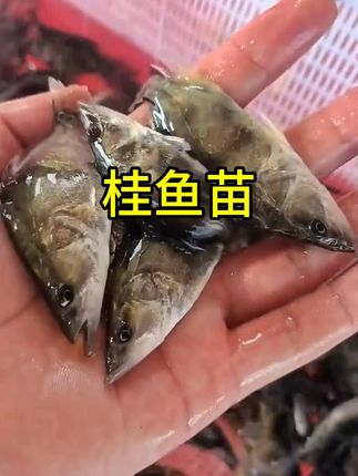 #水产养殖 #特种水产养殖 #高密度养鱼 #每日分享 #鱼塘养殖 桂鱼苗