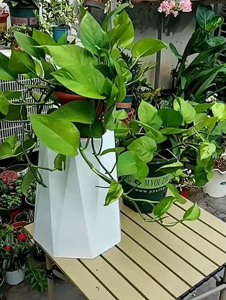 绿萝专用肥料预防黄叶促长藤家用缓释肥水培水养通用型有机肥#肥料#有机肥#缓释肥