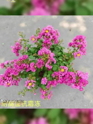 在家就能赏花啦 紫薇花盆栽阳台庭院四季好养绿植盆景耐寒耐高温花卉原盆原土发货 #花卉植物 #紫薇花 #爱生活爱养花 #花园生活 #鲜花盛开