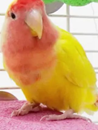 #郝邵文 推荐#磨爪棒#鹦鹉磨爪棒 #鹦鹉站杆 #鹦鹉站架  【奇妙妙】鹦鹉站杆磨爪棒啃咬玩具牡丹虎皮玄风鸟站 架鸟笼站棍站台