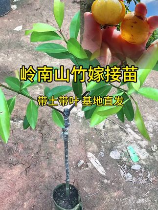 黄金山竹嫁接苗,岭南山竹嫁接苗,带土发货,盆栽地栽,高成活率,黄金山竹苗,庭院美化树苗,南北方种植#三农 #农业种植 #农业种植 #农作物种植