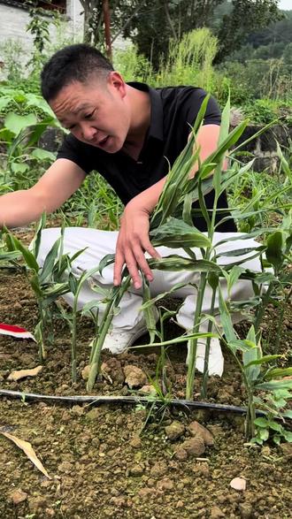 生姜出苗以后出到30%到40%就可以打齐又壮,齐又壮它能预防干尖黄叶扎小便,卷叶叶枯还有虫害,包里面七个药,一包打一桶水#太溪邦 #生姜种植技术 #原创视频