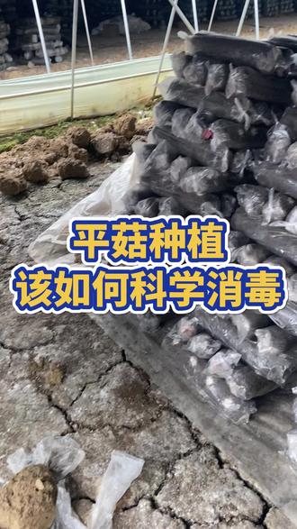 平菇种植该如何科学消毒?
#食用菌产业 #优质农产品 #食用菌 #抖音助农 #新农人计划2023 #三农 #平菇 #平菇种植 #保菇王