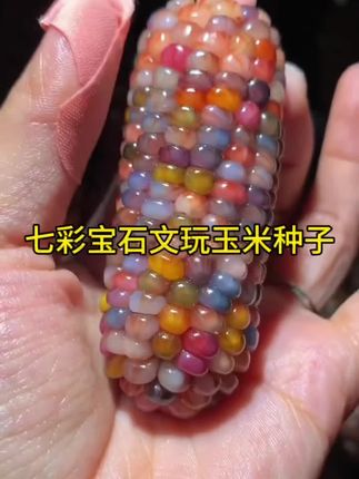 #七彩宝石文玩玉米种子 用种子种出来的文玩玉米#文玩爱好者 #手把件 #阳台盆栽地栽都可以