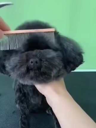 养宠家庭一定要备一套宠物美容剪刀,在家随时给爱宠修剪毛发,方便还省钱!#萌宠好物 #狗狗#宠物美容剪刀