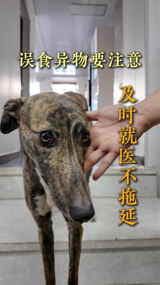 误食异物要注意,及时就医不拖延#养狗经验分享 #宠物医生 #误食异物