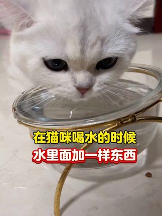 在猫咪喝水的时候,水里面加一点东西#猫咪喂养 #养猫新手 #科学养宠攻略 #猫知识 #萌宠猫咪
