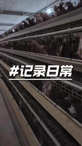 通过房顶的灰尘判断通风是否有问题,继而分析鸡群得病原因#蛋鸡健康养殖 #科学养鸡 #蛋鸡宗管家