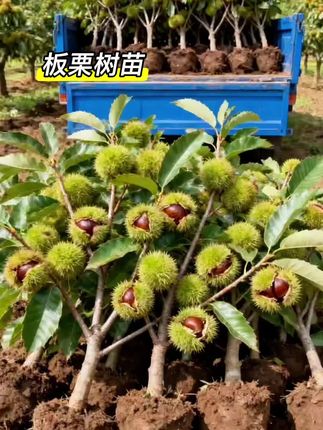 板栗树苗#优质农产品 #果树苗 #板栗 #三农种植 #果树