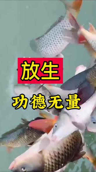 坚持放生,功德不可限量!#放生 #因果循环 #种善因得善果 #积善之家必有余庆 #放生鱼