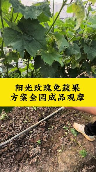 免蔬果方案,做完预保果三天效果 刚做完预保果,蔬果工难找,要免梳果的可以仔细看看#蔬果#阳光玫瑰蔬果