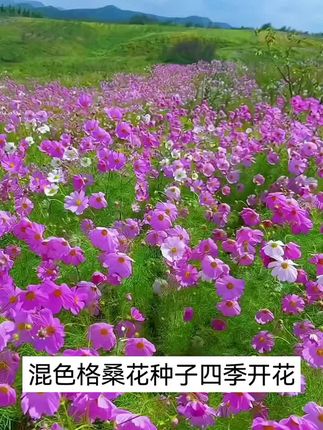 格桑花种子,开花漂亮颜色多样,南北方均可种植 #格桑花