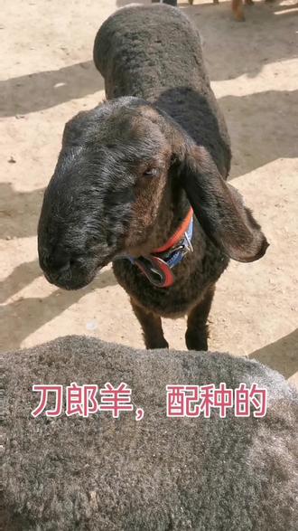 配种的刀郎羊,屁股弹性好