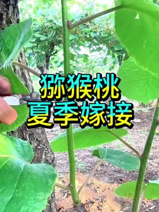 眉县猕猴桃#猕猴桃嫁接#我的农村生活
