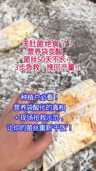 完了!羊肚菌营养包不吃料?是酸中毒了!3步救活羊肚菌菌丝!#羊肚菌营养包 #羊肚菌高产种植#羊肚菌病害#新农人创业#蘑菇种植