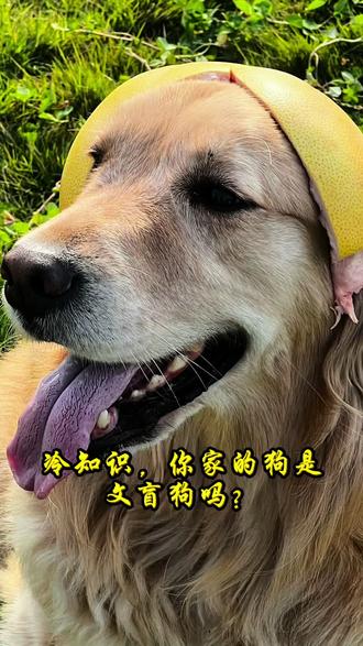 你家的狗是文盲狗吗?#vlog十亿流量扶持计划 #晒出你的狗凝时刻 #万物可爱计划