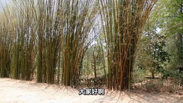 #学成语#长智慧#势如破竹#@抖音小助手