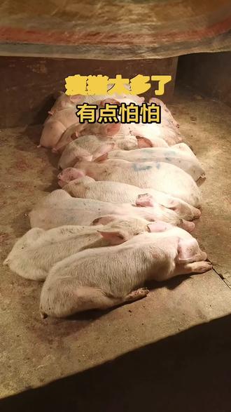 我操,那么多瘦猪,要用什么办法来治好啊?