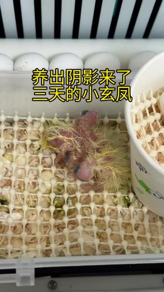 不懂就问,3天的玄凤这个状态正常吗 单独那个是一天的#孵化鹦鹉 #玄凤雏鸟 #鹦鹉幼鸟 #雏鸟 #鹦鹉小白