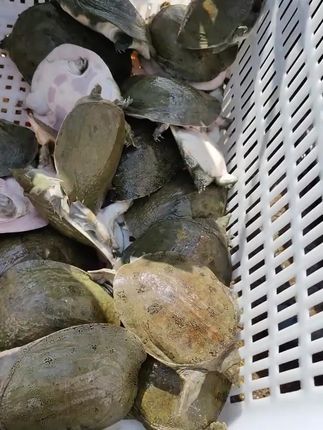 #甲鱼养殖 #龟鳖养殖 #甲鱼养殖技术 #水产养殖 #水产人的辛酸