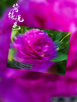 大家看看喜欢什么颜色的牡丹#牡丹 #牡丹种植 #牡丹花 #盆景 #盆栽绿植