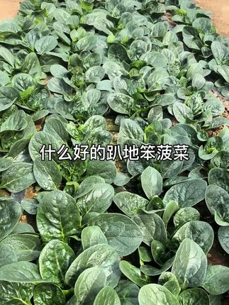Dyy17,高抗霜霉病,叶片平展商品性好,产量好