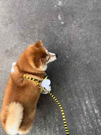 噢诶~胖猪驾到统统闪开! #毛孩子日常 #萌宠 #小狗🐶 #柴犬小柴 #柴犬