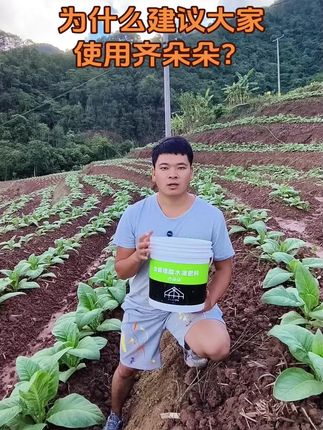 齐朵朵用与不用这个就是区别了…#齐朵朵 #烤烟 #农村生活 #烤烟种植技术与管理 #三农