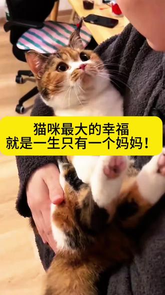 猫咪最大的幸福就是一生只有一个妈妈!#猫咪#萌宠出道计划 #养猫人 #新手养猫 #养猫经验分享 @抖加🔥上热门🔥dou+🔥热点宝 @抖音创作者中心 @DOU+上热门 @DOU+小助手 @抖音小助手