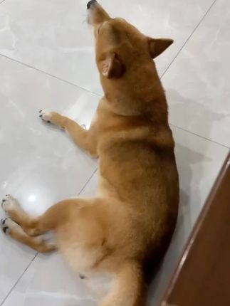 #萌宠萌宠萌宠 #萌宠萌宠萌宠宠 #狗是人类最忠诚的朋友 #狗狗 #猫咪