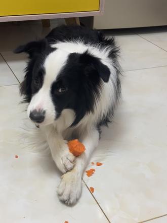 爱吃萝卜和青菜#边牧 #边牧日常