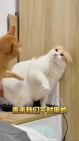 想找喜欢的猫猫表情包,不知道怎么搜,来看这条视频#猫表情包 #猫表情包沙雕 #这个世界不能没有萌宠 #关注推荐不迷路 #猫咪