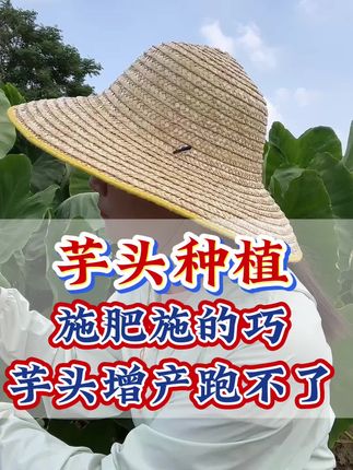 施肥施的巧,芋头增产跑不了#芋头种植#芋头管理#芋头膨大#芋头施肥