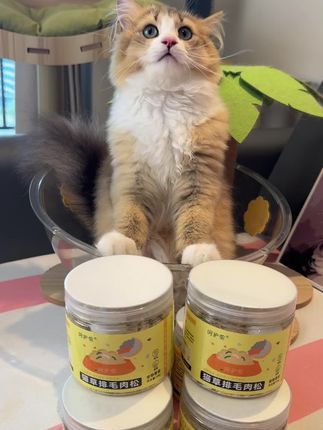 有了这个猫草肉松,不仅鱼油不用单独喂了,连猫草也不用种了营养美味#猫草#萌宠好物 #养猫新手