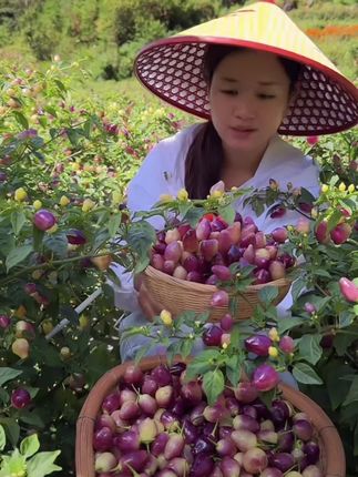 云南特产现摘七彩辣椒七彩椒五彩椒新鲜蔬菜可腌制五彩泡椒灯笼椒