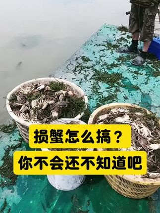 如何快速止损#水产人#鱼虾蟹#大闸蟹