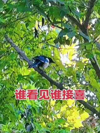 #户外随拍#喜鹊报喜好事连连 #喜鹊