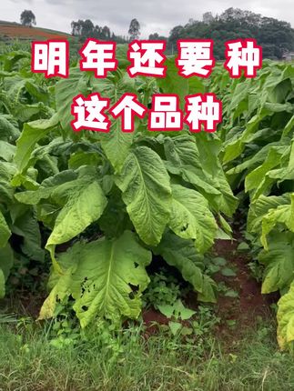 烤烟高产抗病品种(产量王)#烤烟 #烤烟种植技术与管理 #三农 #烟草 #烤烟种植