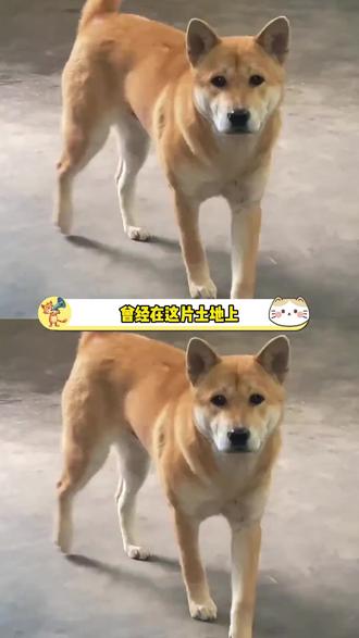 抗日的中华田园犬,不愧是老祖宗严选 #历史 #中华田园犬 #抗日